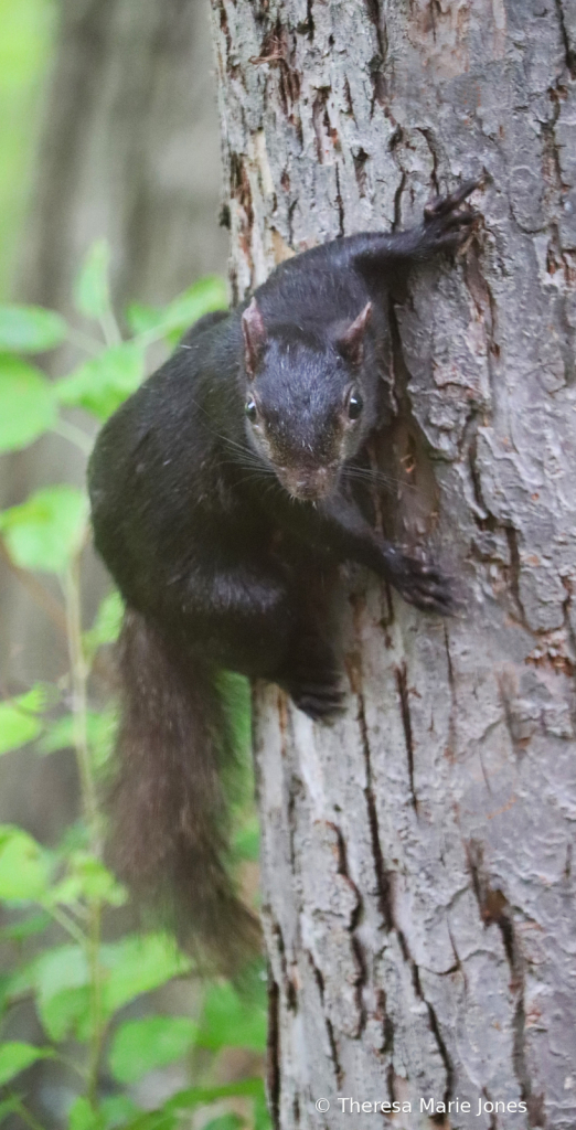 Black Squirrel  - ID: 16074279 © Theresa Marie Jones