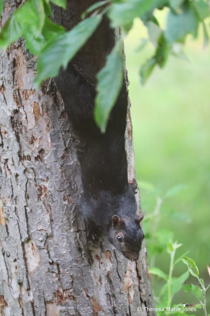 Black Squirrel #2 - ID: 16074280 © Theresa Marie Jones