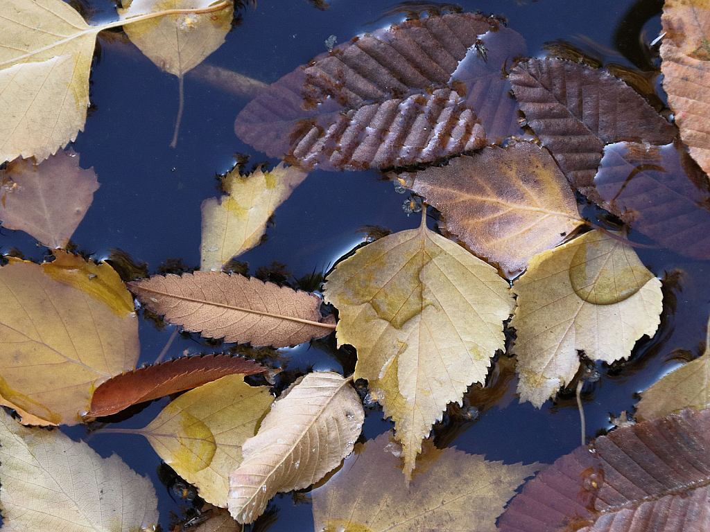 Fallen leaves collection