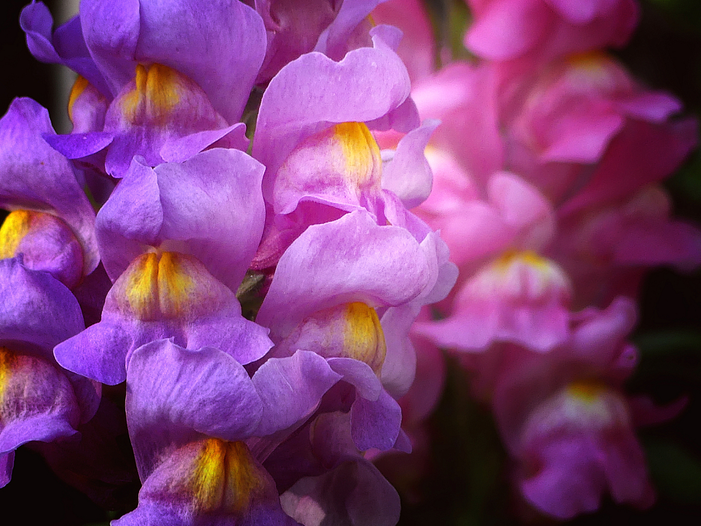 Snapdragon Blossoms