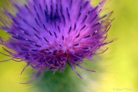 Thistle Dressed in Purple