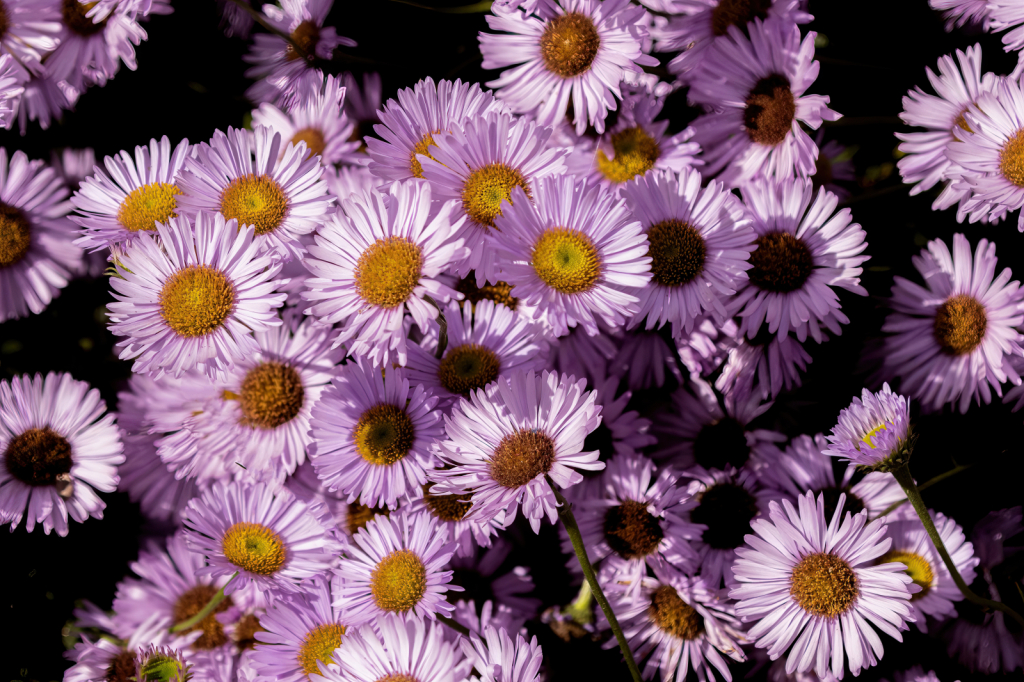 Field of Flowers