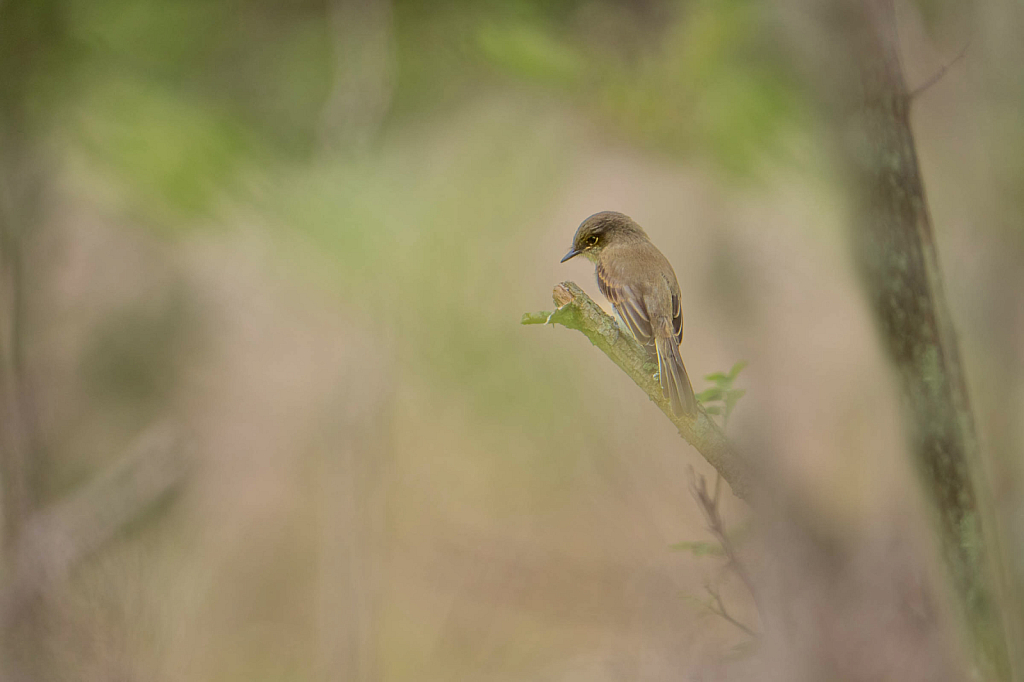 The Pensive Flycatcher - ID: 16074497 © Kitty R. Kono