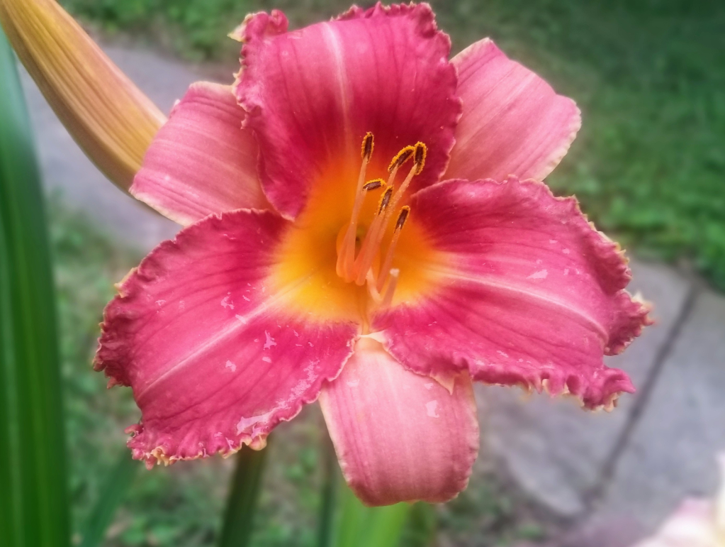 Day Lily 2023 by Phone