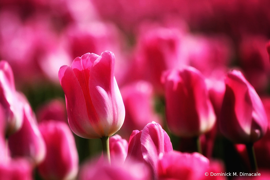 ~ ~ IN THE SEA OF PINK TULIPS ~ ~ 