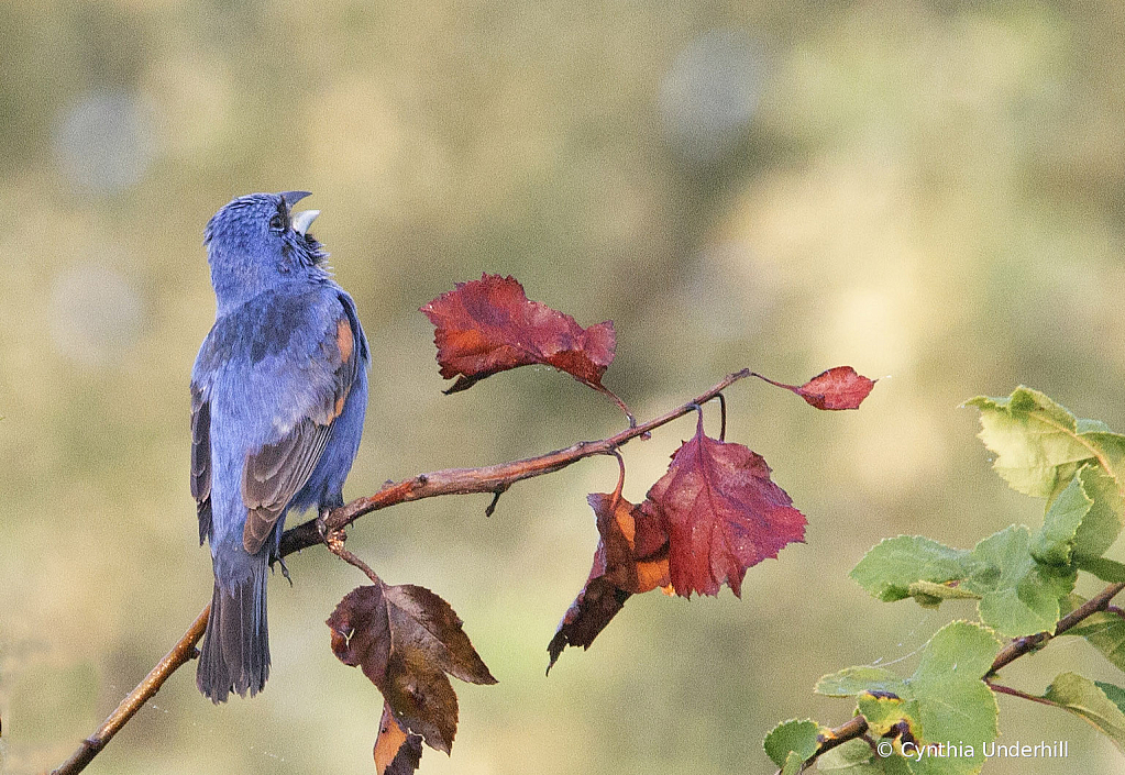 IMG_0386BlueGrosbeak - ID: 16074502 © Cynthia Underhill