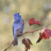 IMG_0386BlueGrosbeak - ID: 16074502 © Cynthia Underhill