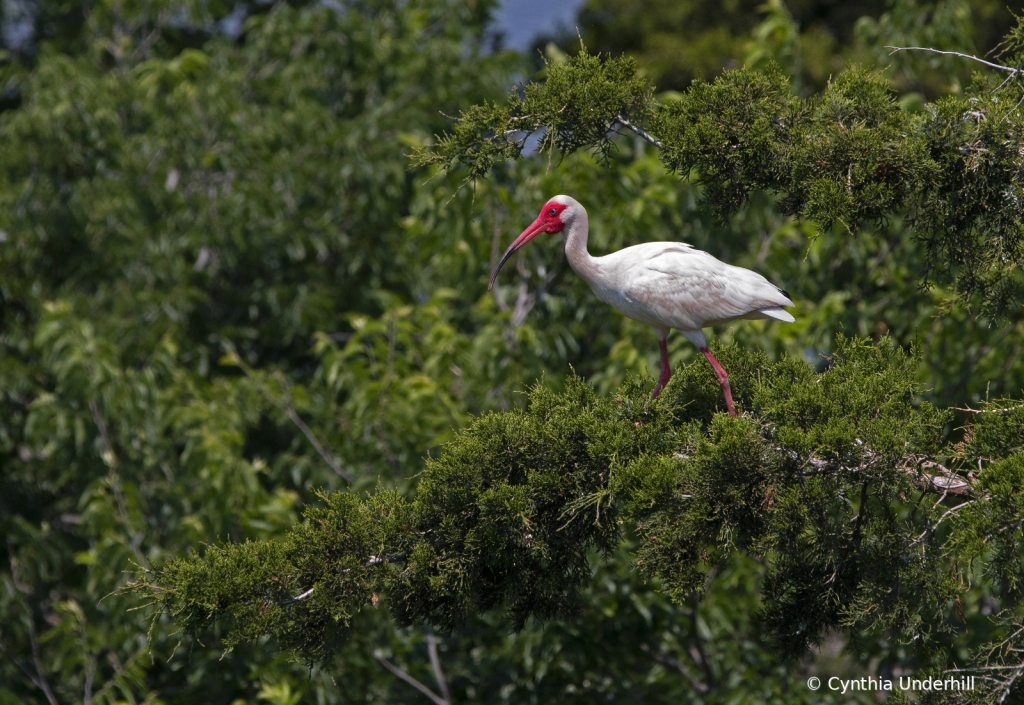 IMG_7108WhiteIbissm - ID: 16074518 © Cynthia Underhill