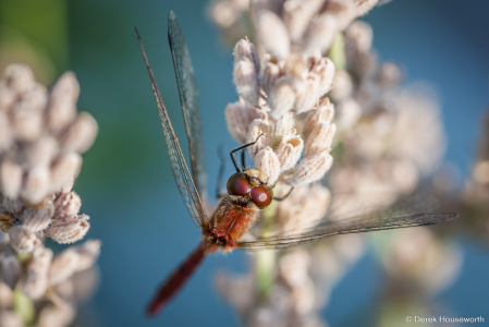 Ruby Meadowhawk