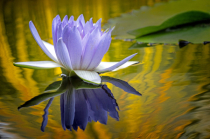 Photography Contest Grand Prize Winner - July 2023: Gilding the Lily