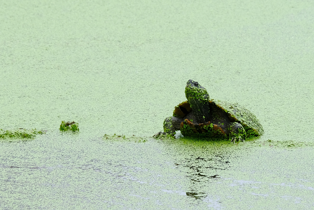 Turtle, Duckweed