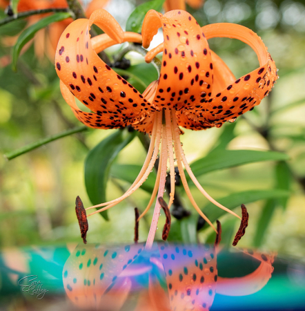 Reflections of a Lily