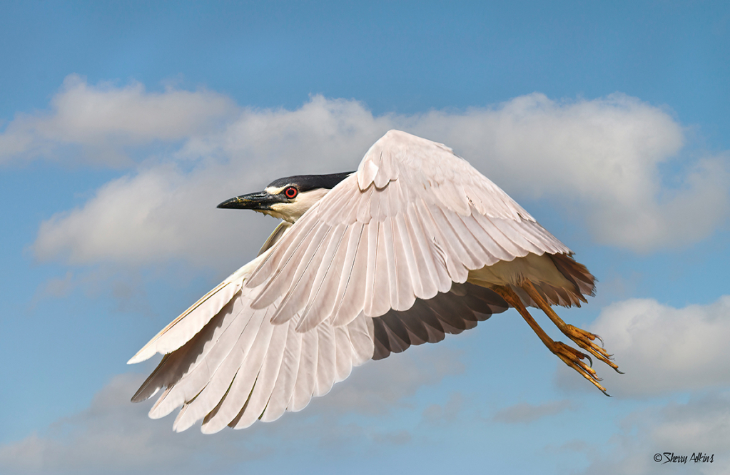 Black-crowned Night-Heron in flight 
