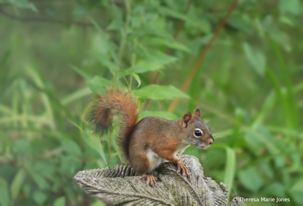 Little Squirrel - ID: 16074868 © Theresa Marie Jones