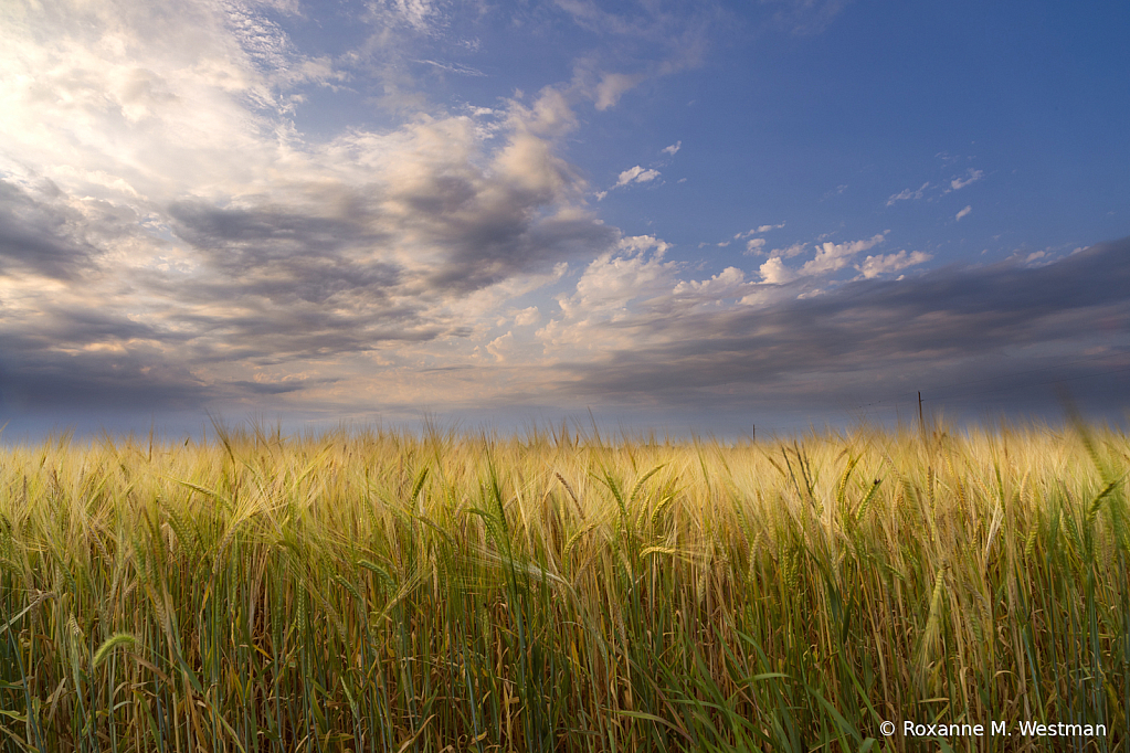 North Dakota ripening wheatfield - ID: 16074876 © Roxanne M. Westman