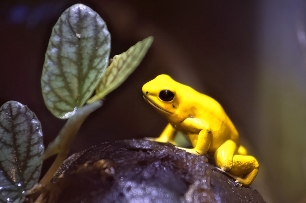 Frog on a Rock - ID: 16074914 © Kelley J. Heffelfinger