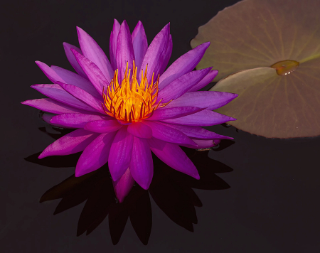 Hot Pink Waterlily