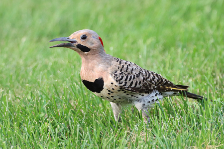 Northern Flicker