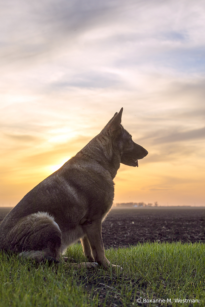 Sun kissed german shepard