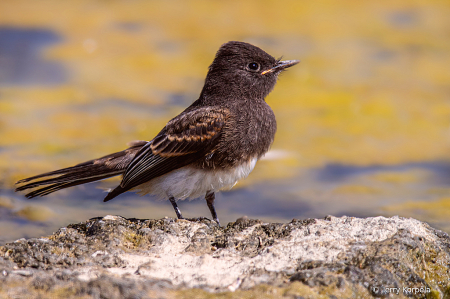 Black Phoebe