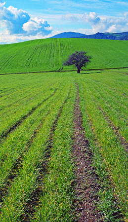 Crops and Tree.
