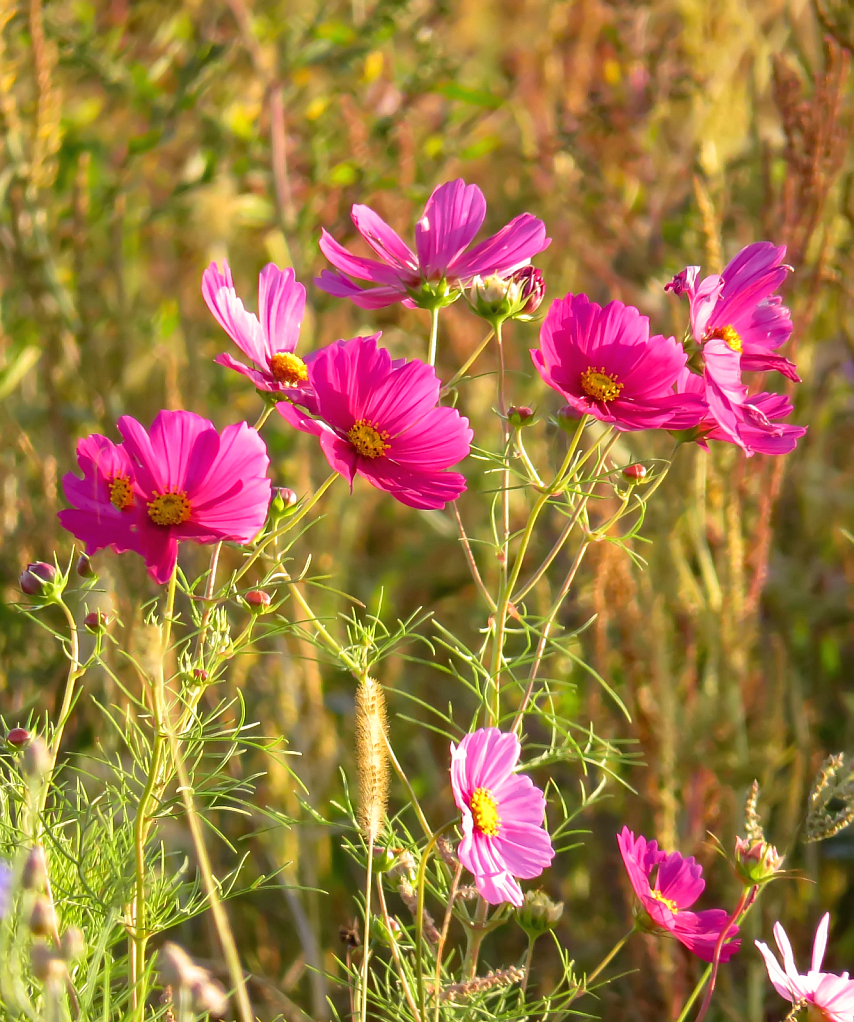 Wildflowers