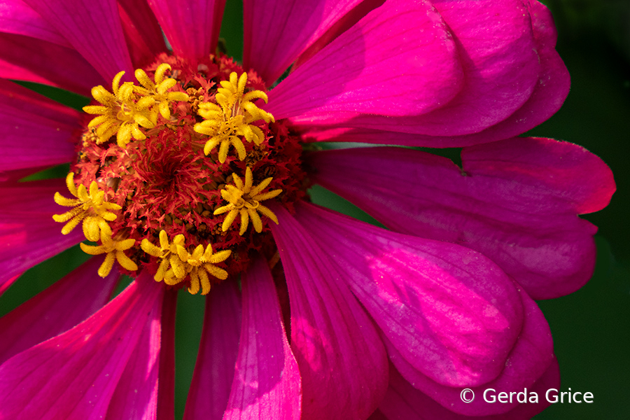 Close-up of a Pink Zinnia