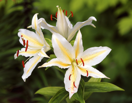 Lilies In White