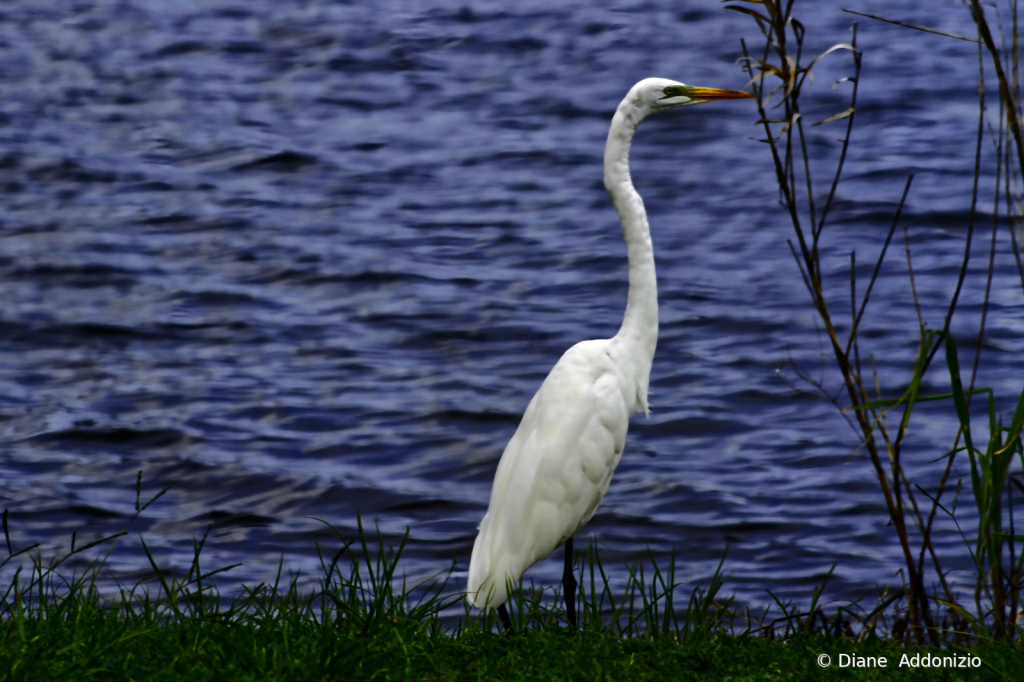 Bird Beauty