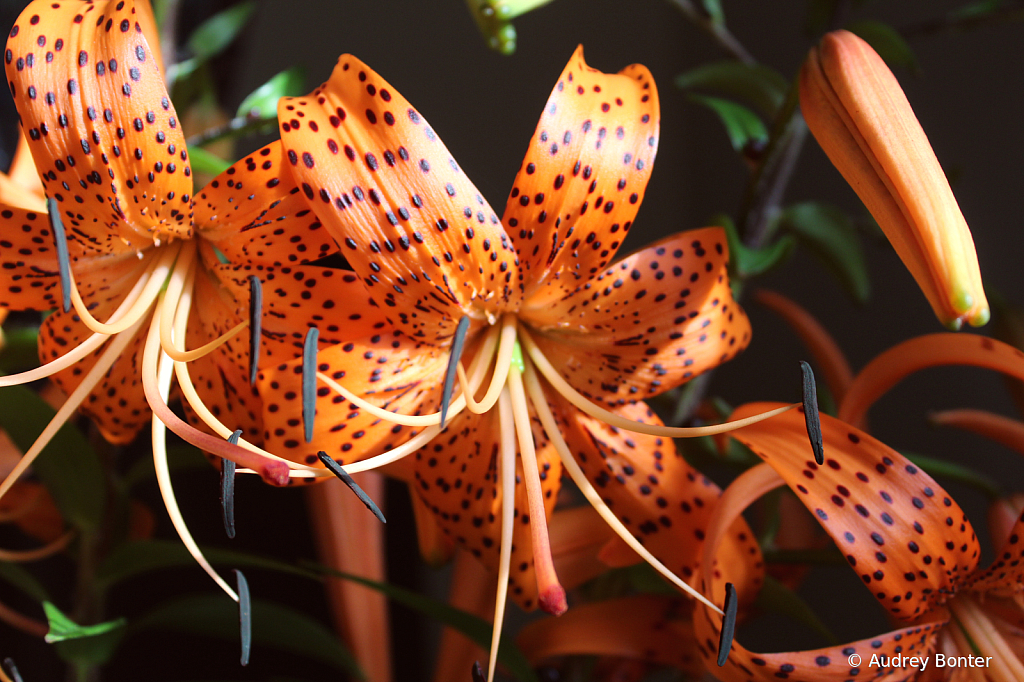 The Beautiful Spotted Tiger Lily