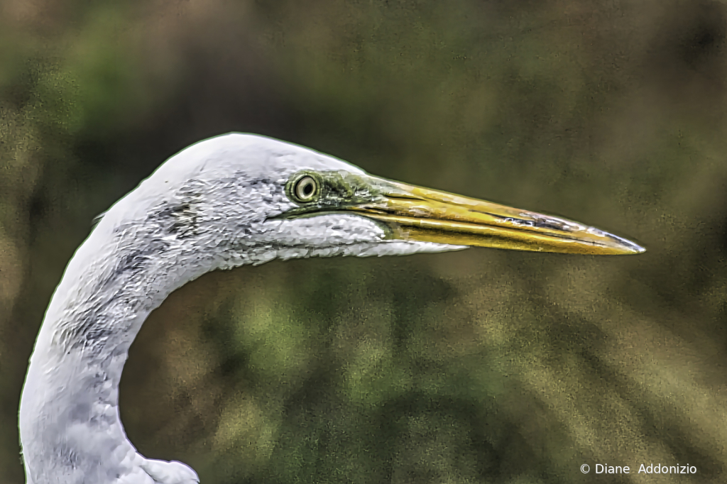 Great Egret