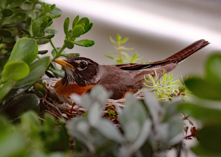 Nesting In Grocery Store Parking Lot