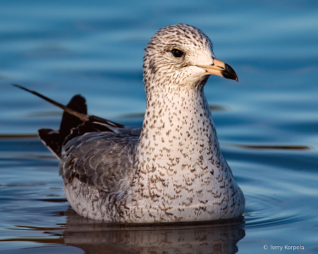 California Gull