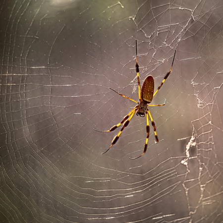 Sunbathing Spider