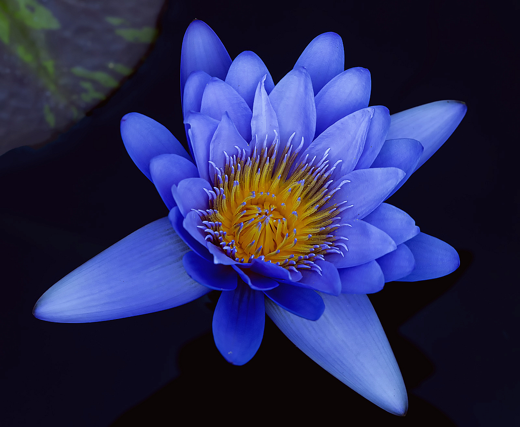 Blue Waterlily