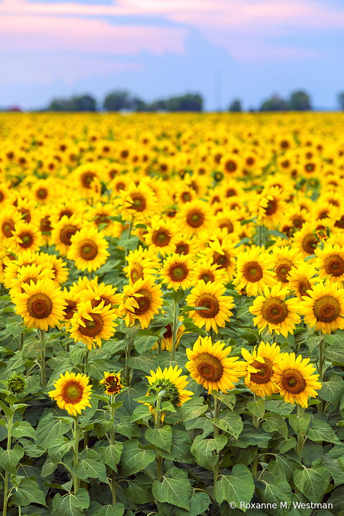 Field of yellow sunflowers North Dakota