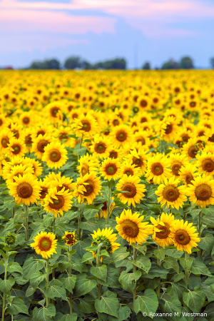 Field of yellow sunflowers North Dakota