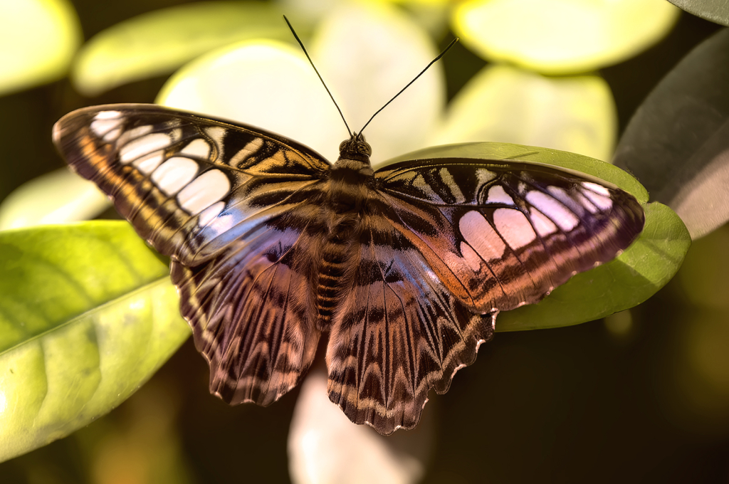 Butterfly Patterns - ID: 16075591 © Kelley J. Heffelfinger