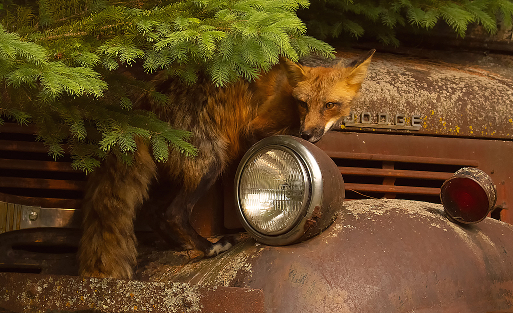 Fox on a Truck