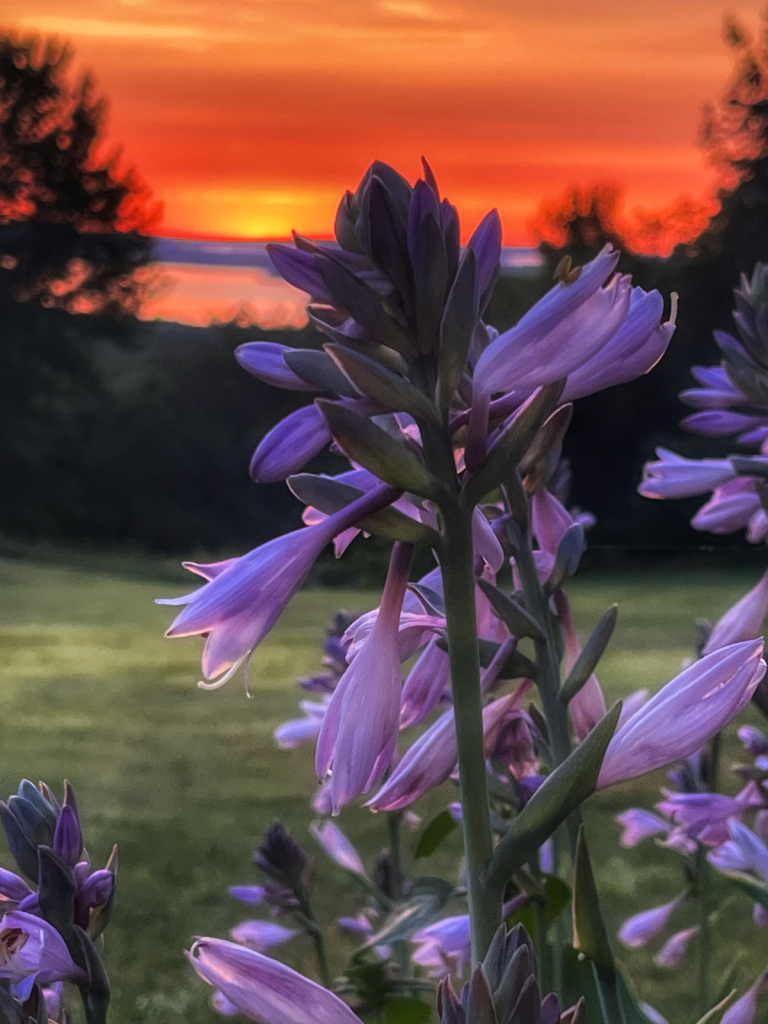 Sunrise and Flowers 