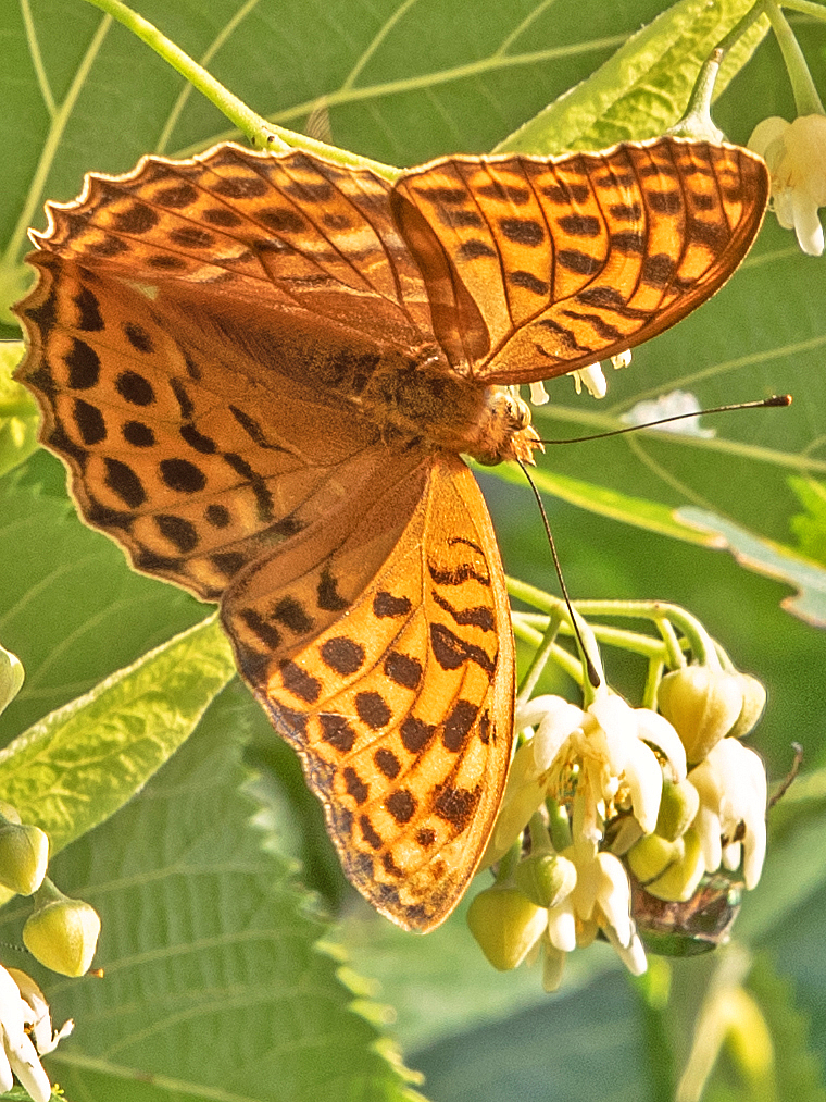 Spotted Brown Beauty.