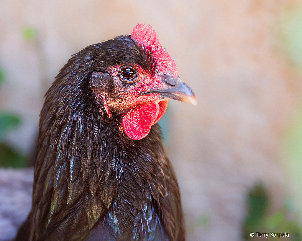 Chicken Portrait