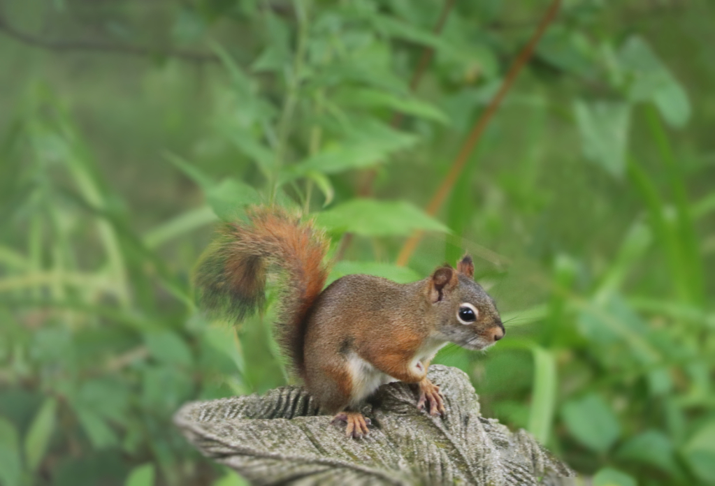 Red Squirrel - ID: 16076085 © Theresa Marie Jones