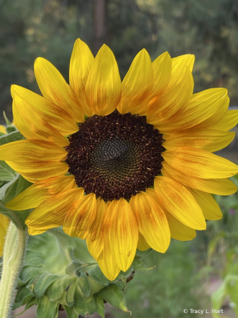 A sunflower day