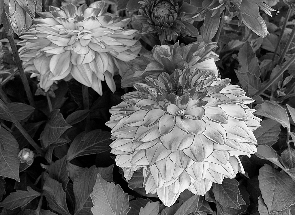 dahlias in b&w