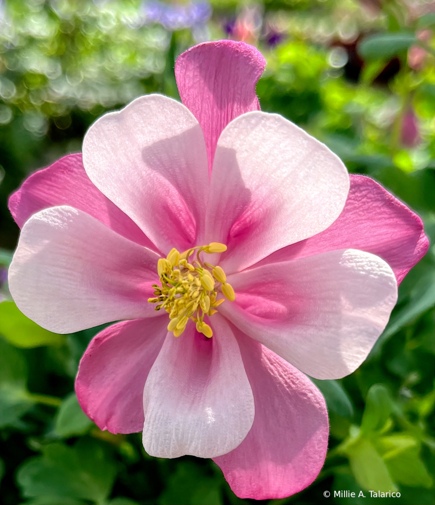 Aquilegia Beauty