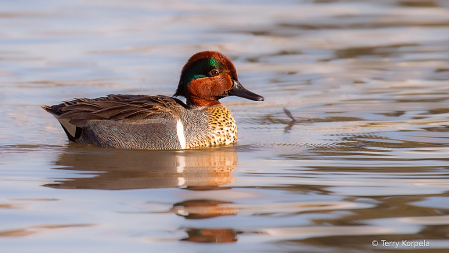 Green-winged Teal