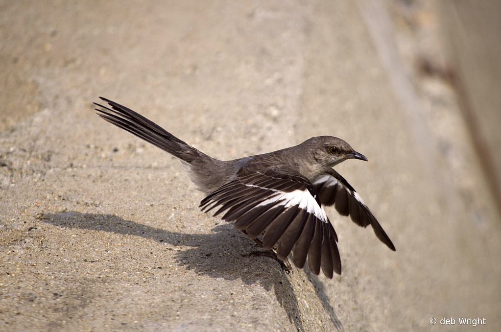 Mockingbird - ID: 16075489 © deb Wright