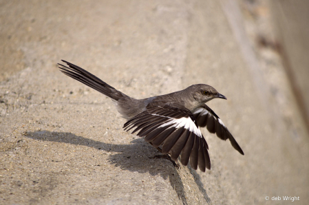 The Photo Contest 2nd Place Winner - Mockingbird