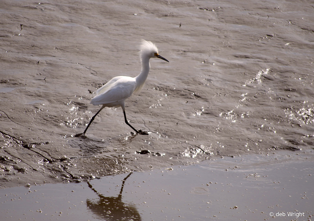 Out For A Walk - ID: 16075490 © deb Wright